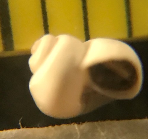 Utah roundmouth snail