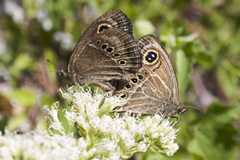 Pampasatyrus gyrtone