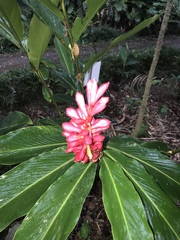 Alpinia purpurata