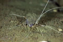 Stenopus
