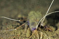 Stenopus