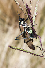 Scaphura elegans