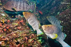 Dermatolepis dermatolepis