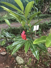 Alpinia purpurata