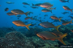 Cephalopholis colonus