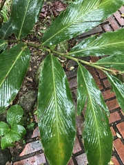 Alpinia purpurata