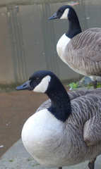 Branta canadensis