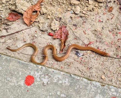 Photo of a Cantor's Kukri Snake (Oligodon cyclurus)