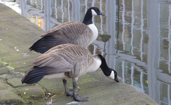 Branta canadensis