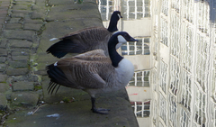 Branta canadensis