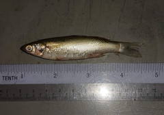 Burmese Mullet photo 2