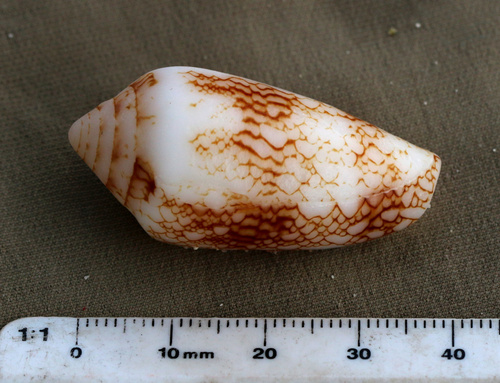 Conus canonicus observed 2023-10-18