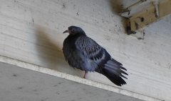 Columba livia domestica