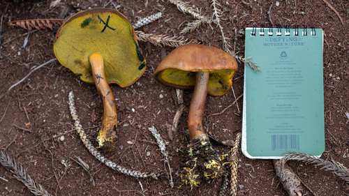 Buchwaldoboletus xylophilus observed 2023-10-29