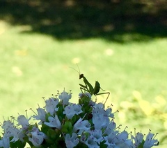 Stagmatoptera hyaloptera