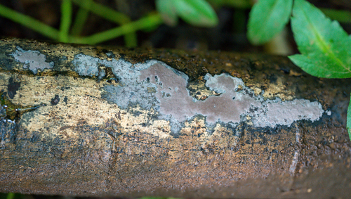 Hypoxylon brevisporum observed 2023-10-29