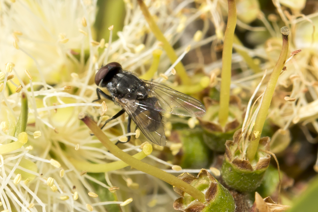 Musca vetustissima from Armidale NSW 2350, Australia on November 27 ...