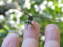 Micrathyria ocellata
