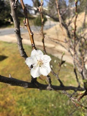 Prunus mume