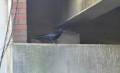 Corvus corone