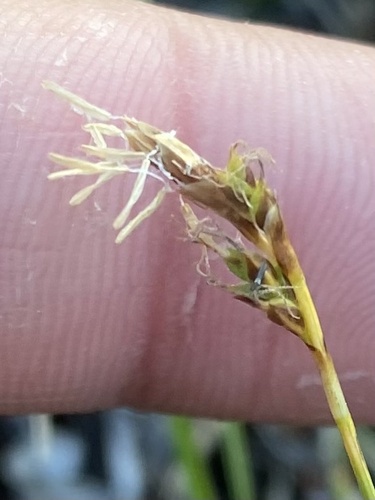 Narrow mitra sedge (Carex sabynensis)