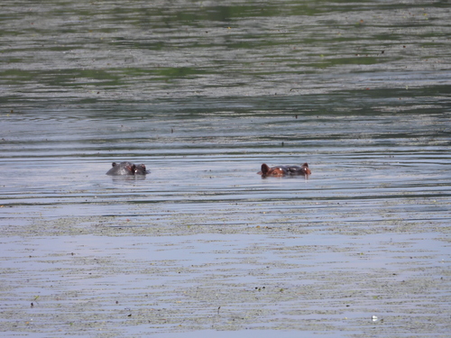 Common Hippopotamus