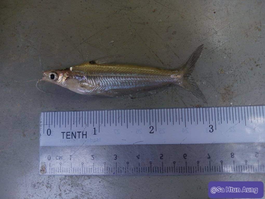 Pachypterus acutirostris