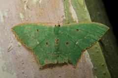 Cyclothea disjuncta