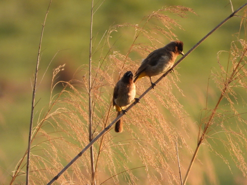 Bulbul naranjero (Pycnonotus barbatus)