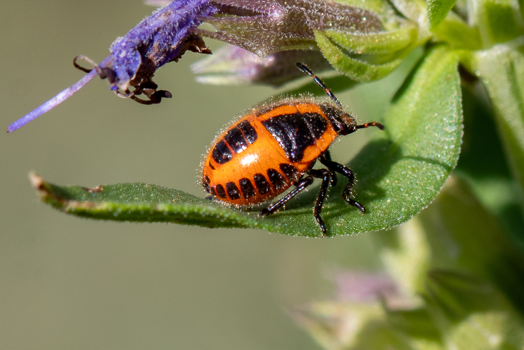 Horehound Bug from Albury NSW, Australia on November 25, 2023 at 04:25 ...
