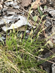 Carex eburnea