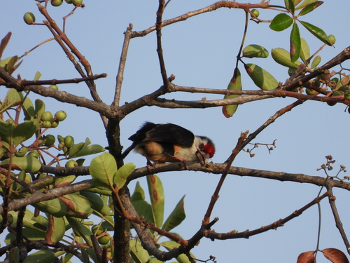 Black-backed Barbet (Pogonornis minor), photo 3