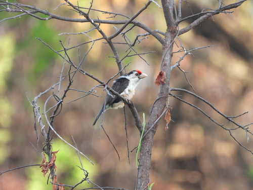 Black-backed Barbet (Pogonornis minor), photo 2