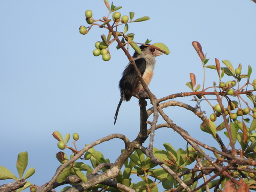 Black-backed Barbet (Pogonornis minor), photo 5