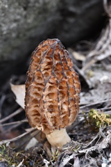 Morchella importuna