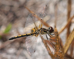 Celithemis ornata