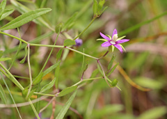 Campanula floridana