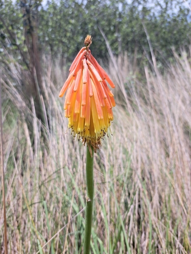 Kniphofia flammula