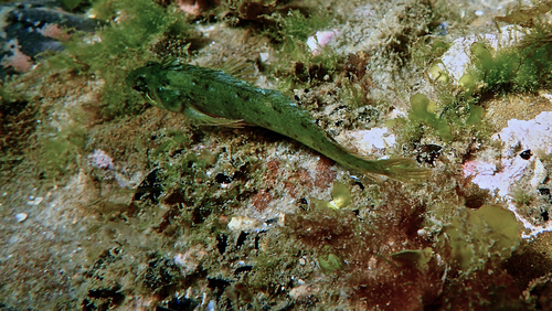 Bandeer-wiervis (Heteroclinus heptaeolus) — Clinidae — 5