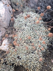 Eriogonum callistum