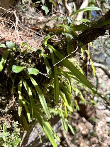 Image of Liparis reflexa by (c) Petra Holland, some rights reserved (CC BY)