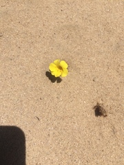 Diplacus vandenbergensis