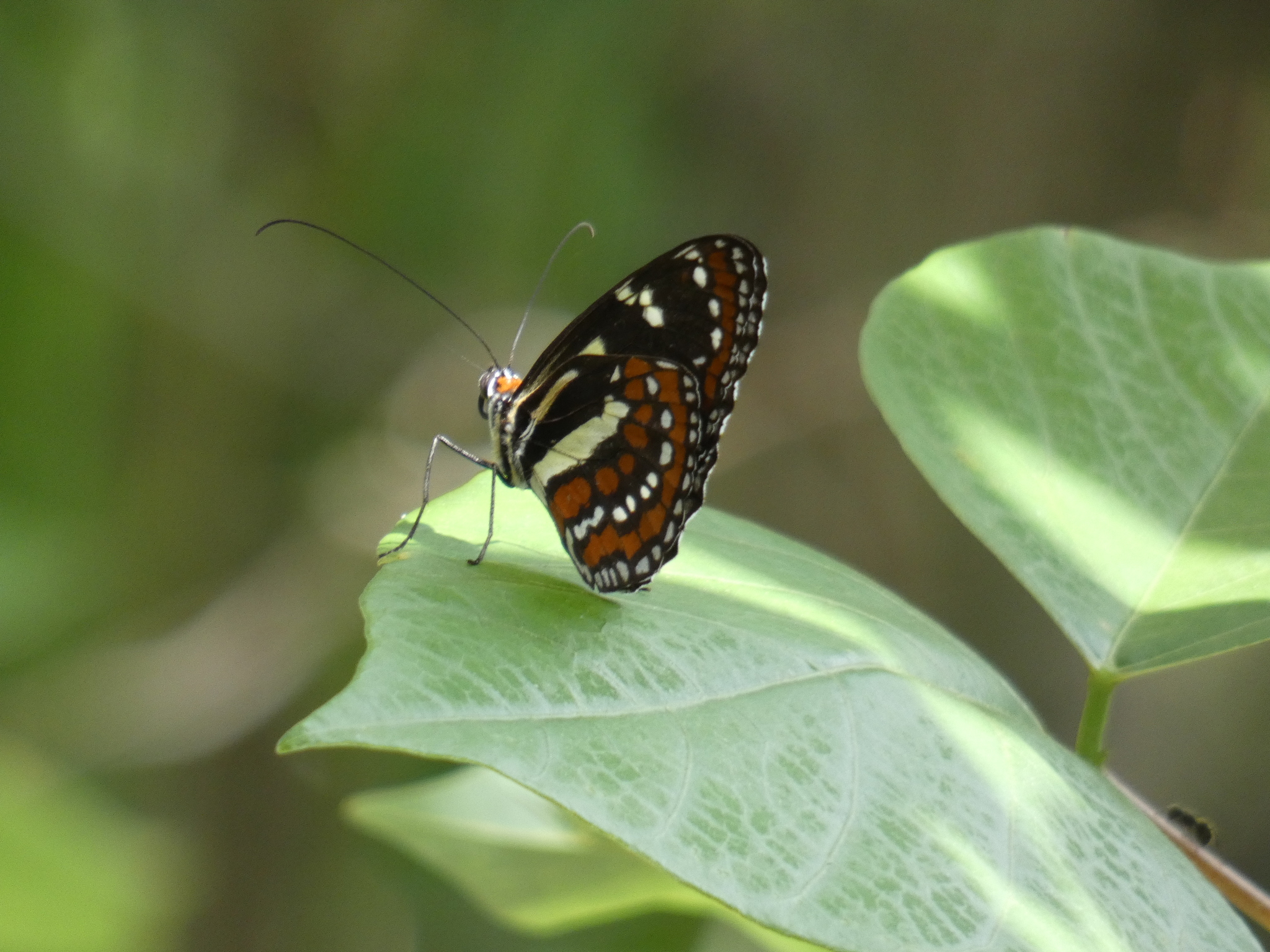 Elzunia pavonii image