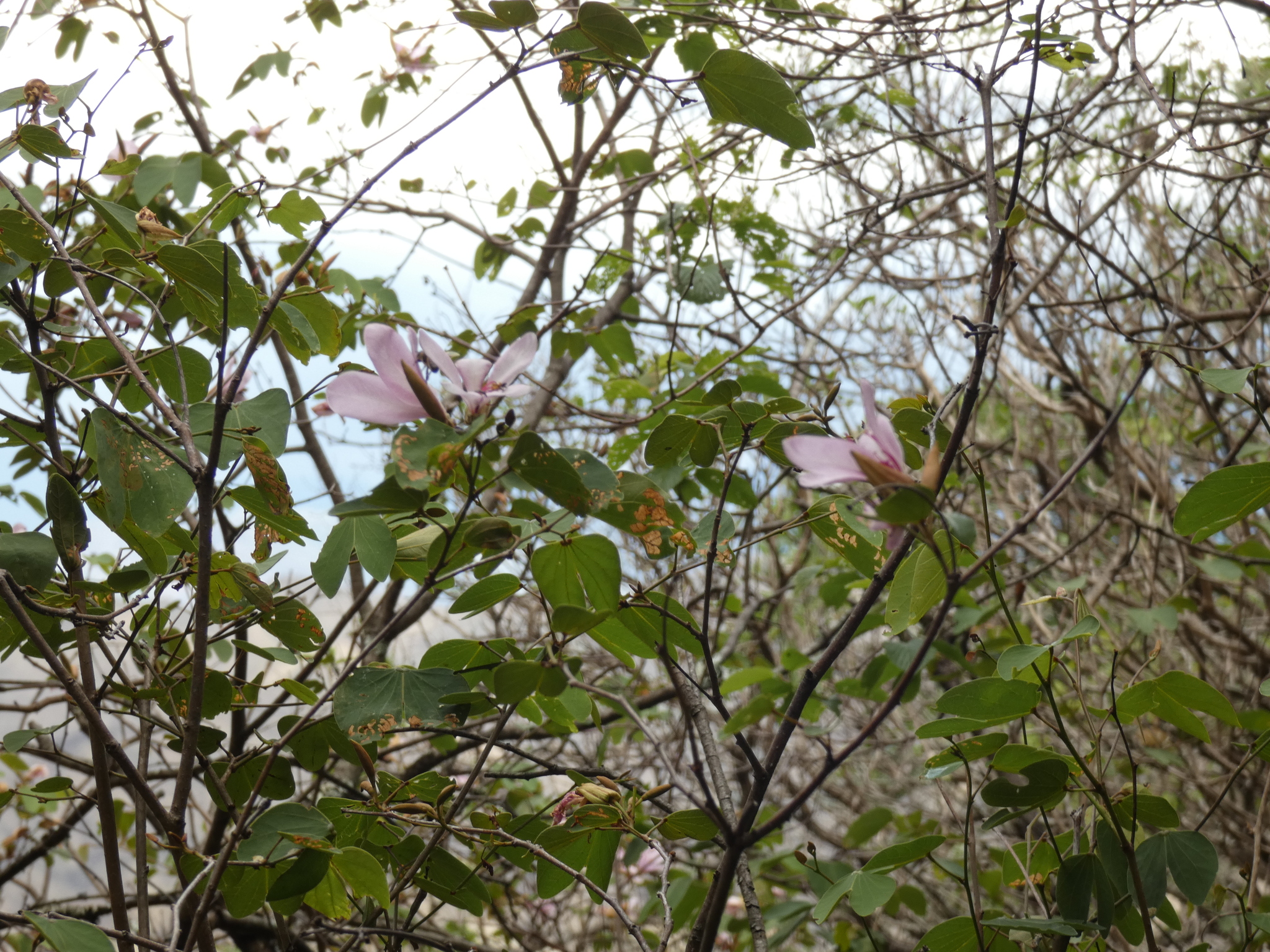 Bauhinia ayabacensis image
