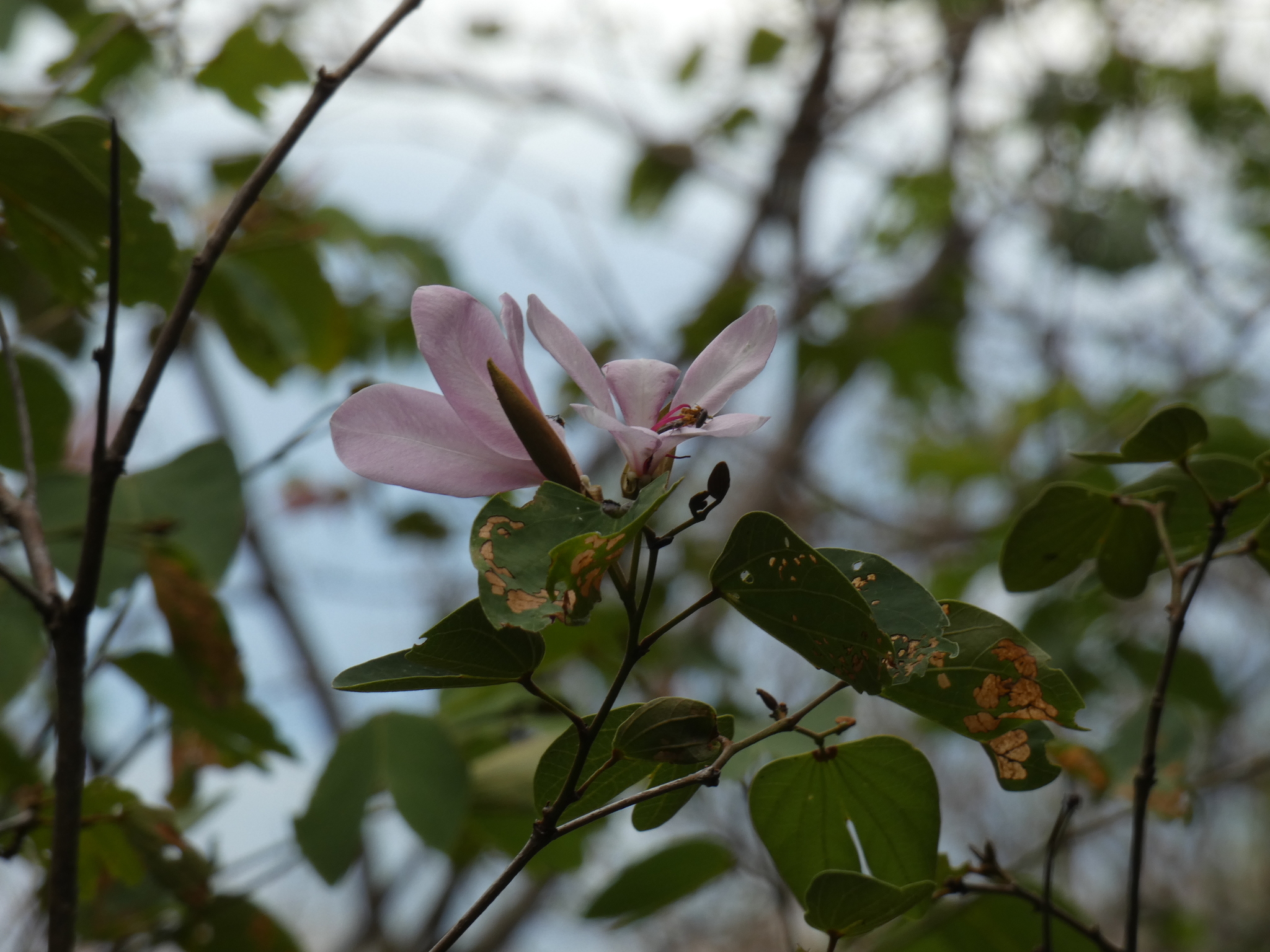 Bauhinia image