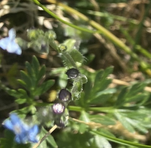 Eritrichium villosum, photograph 1