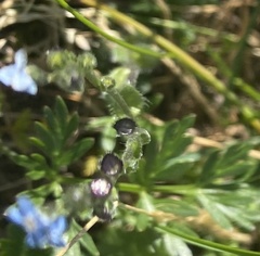 Eritrichium villosum, photograph Илья Руденко, CC BY, iNaturalist via GBIF