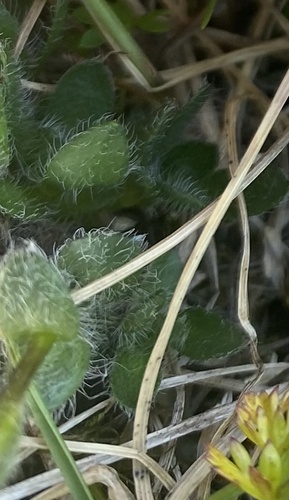 Eritrichium villosum