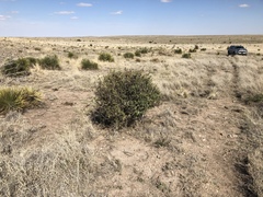 Berberis haematocarpa