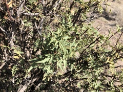 Berberis haematocarpa